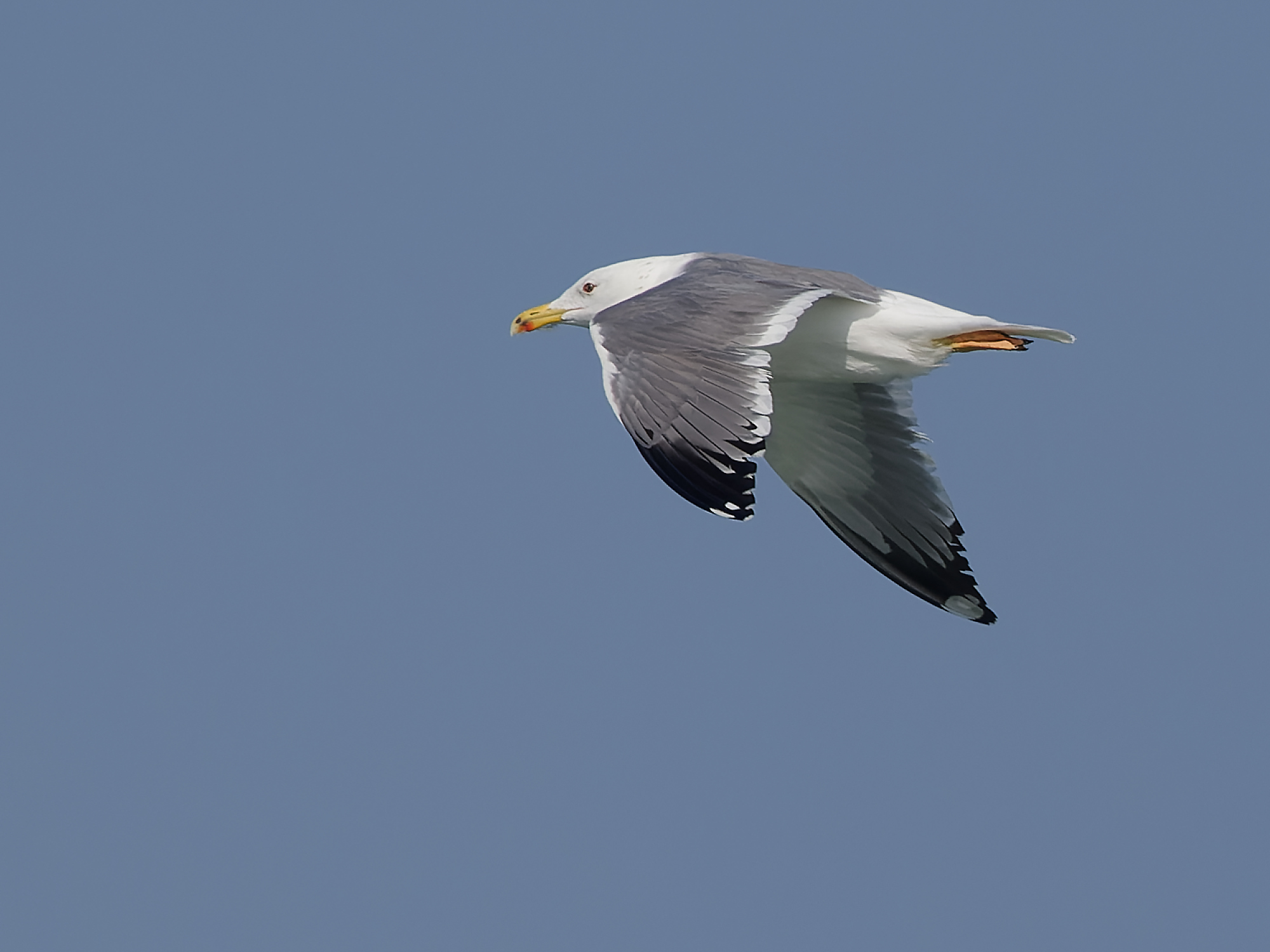 Larus michahellis / Yellow‑legged gull / Geelpootmeeuw